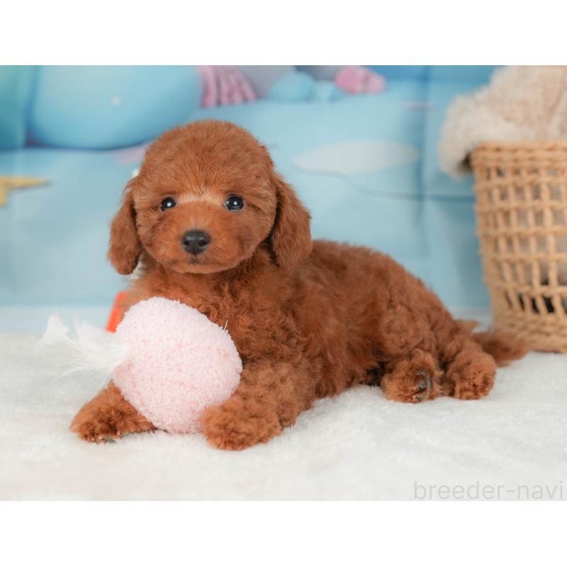 販売中の栃木県のトイプードル-422707の5枚目