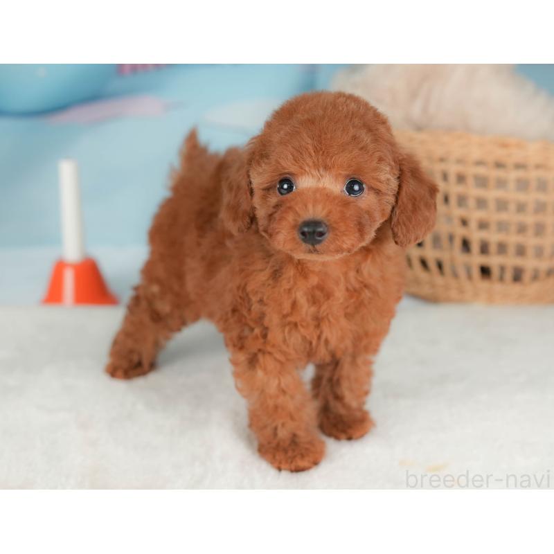 販売中の栃木県のトイプードル-422707の3枚目