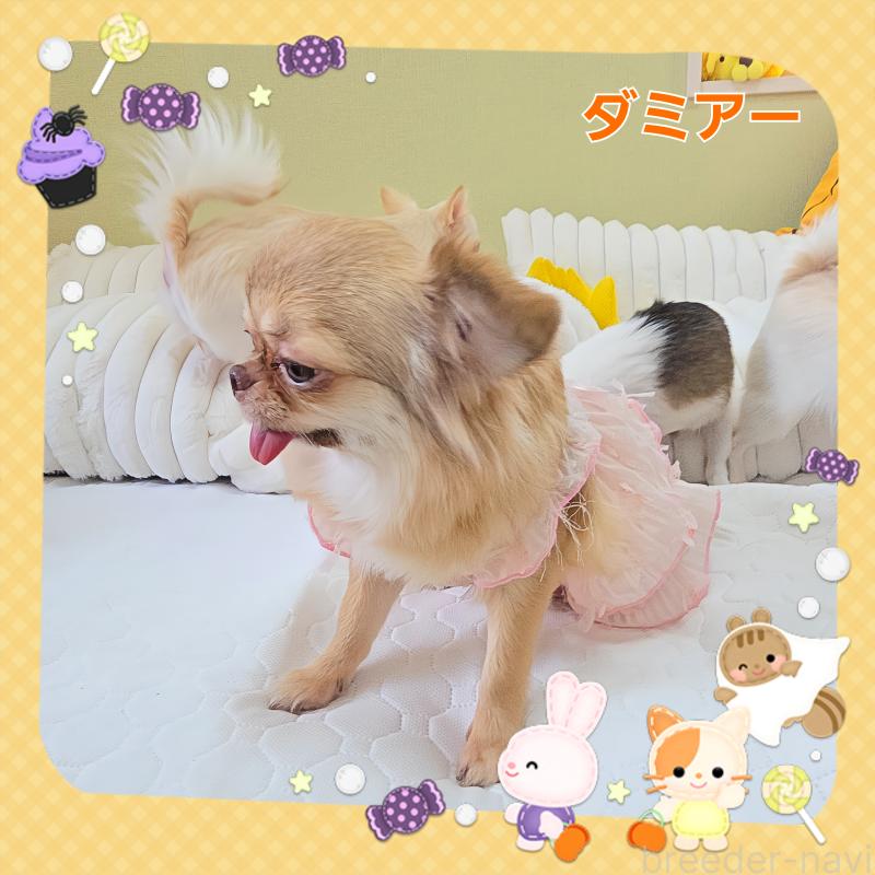 販売中の東京都のチワワ(ロングコート)-421192