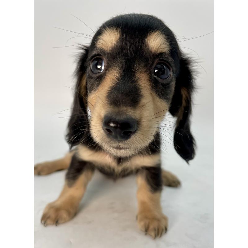 販売中の千葉県のミニチュアダックスフンド(ロングヘアード)-418115の12枚目