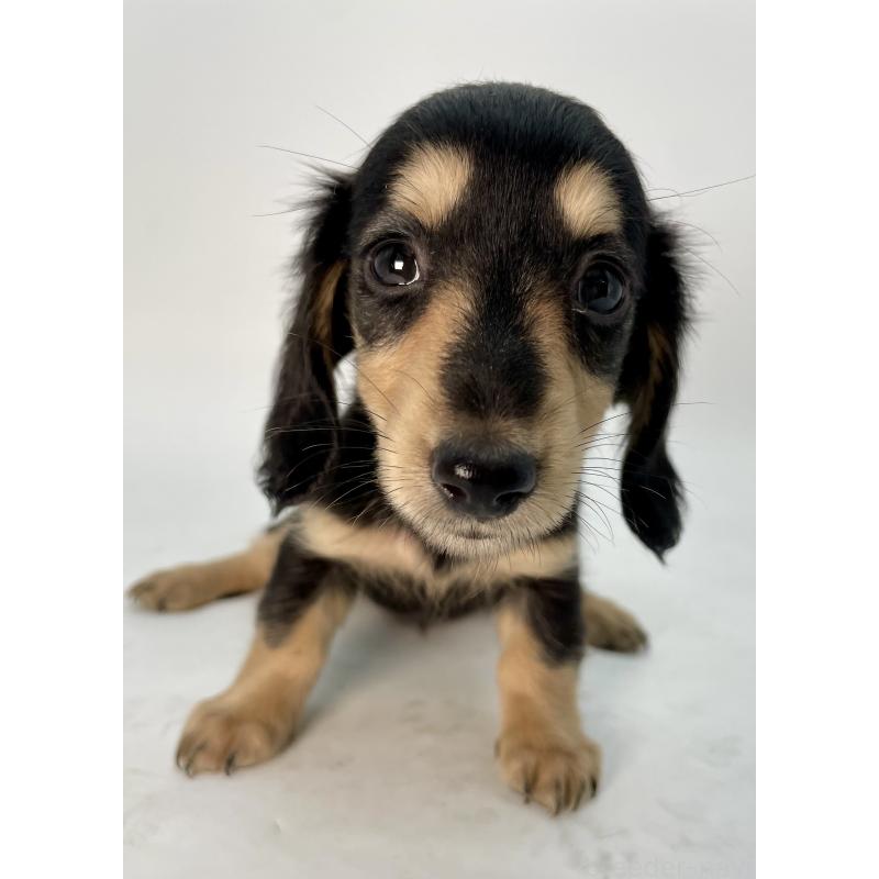 販売中の千葉県のミニチュアダックスフンド(ロングヘアード)-418115の11枚目