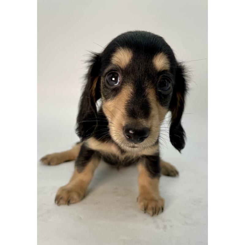 販売中の千葉県のミニチュアダックスフンド(ロングヘアード)-418115の10枚目