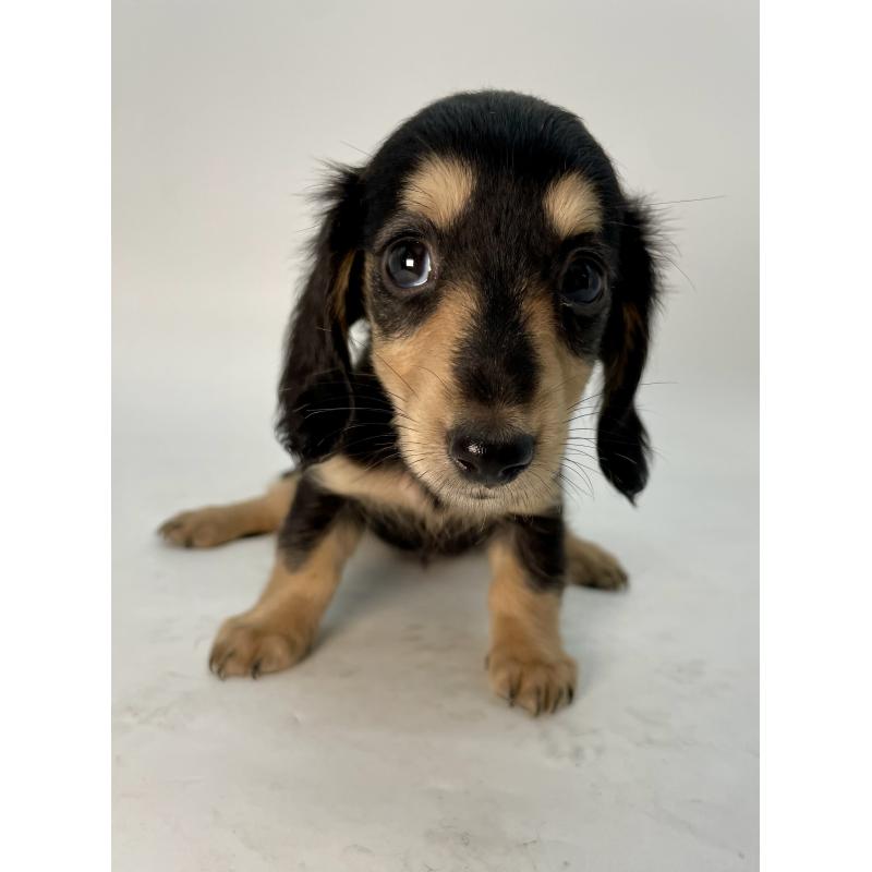 販売中の千葉県のミニチュアダックスフンド(ロングヘアード)-418115の9枚目