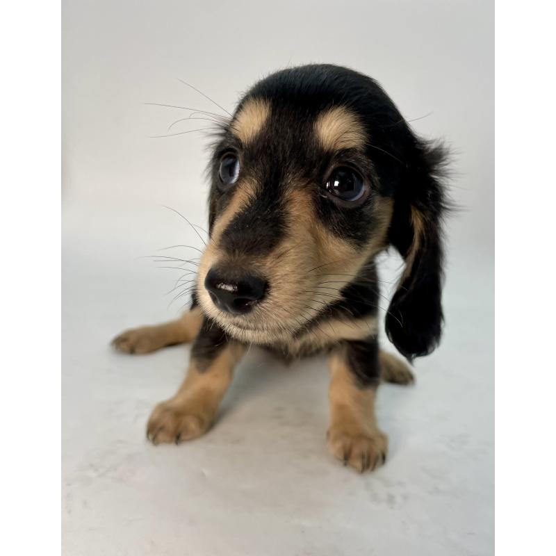 販売中の千葉県のミニチュアダックスフンド(ロングヘアード)-418115の8枚目