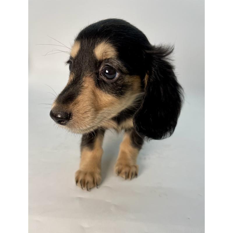 販売中の千葉県のミニチュアダックスフンド(ロングヘアード)-418115の7枚目