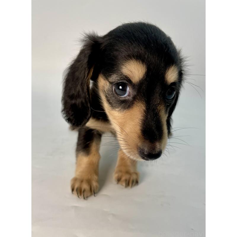 販売中の千葉県のミニチュアダックスフンド(ロングヘアード)-418115の6枚目