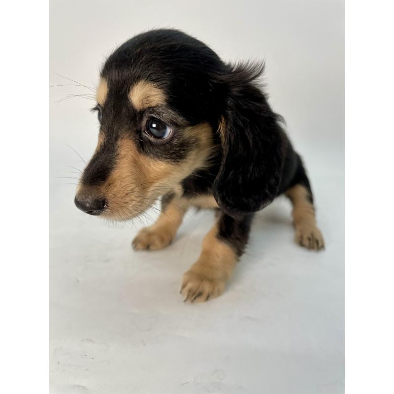 販売中の千葉県のミニチュアダックスフンド(ロングヘアード)-418115の5枚目