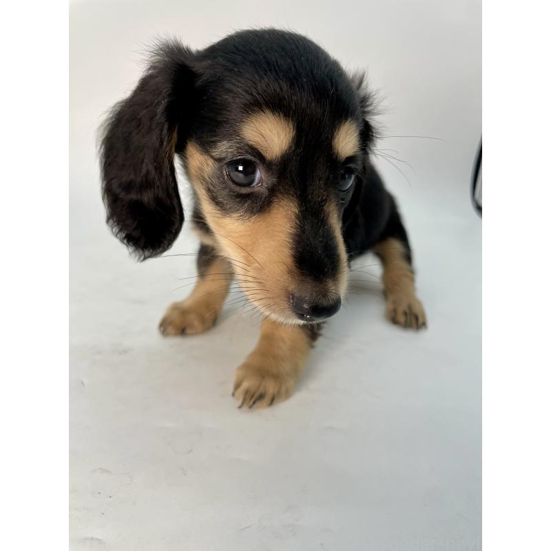 販売中の千葉県のミニチュアダックスフンド(ロングヘアード)-418115の4枚目