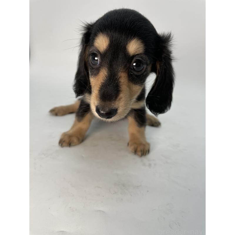 販売中の千葉県のミニチュアダックスフンド(ロングヘアード)-418115の3枚目