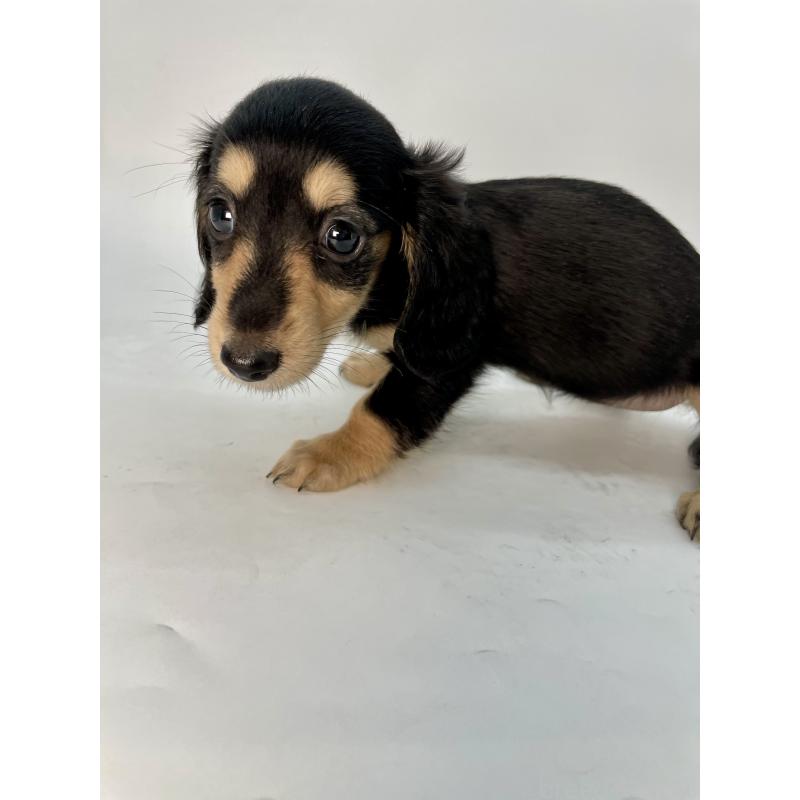 販売中の千葉県のミニチュアダックスフンド(ロングヘアード)-418115の2枚目