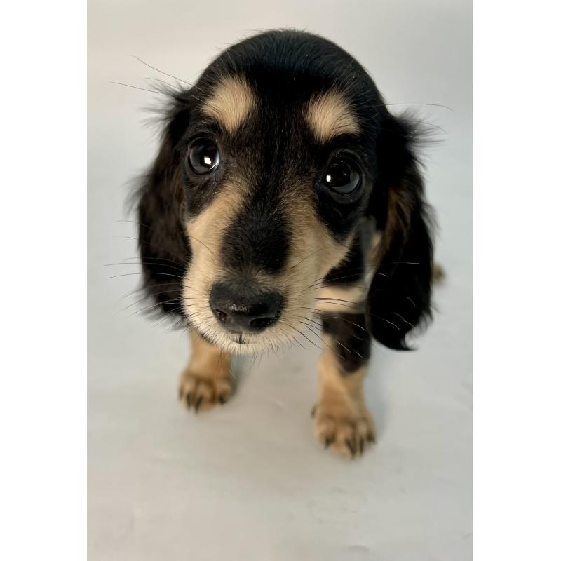 販売中の千葉県のミニチュアダックスフンド(ロングヘアード)-418120