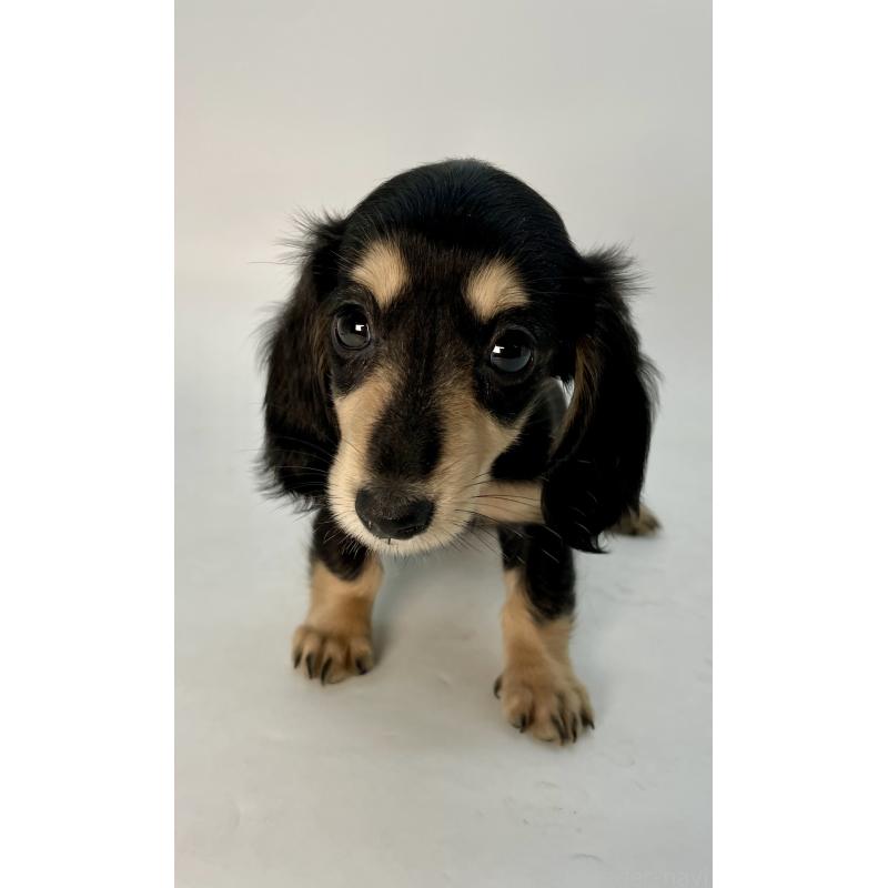 販売中の千葉県のミニチュアダックスフンド(ロングヘアード)-418120の14枚目