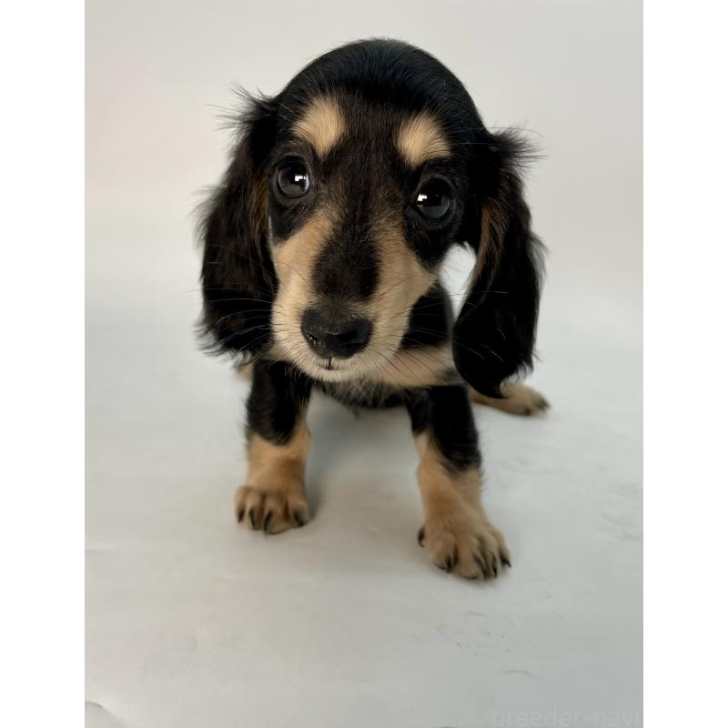 販売中の千葉県のミニチュアダックスフンド(ロングヘアード)-418120の13枚目