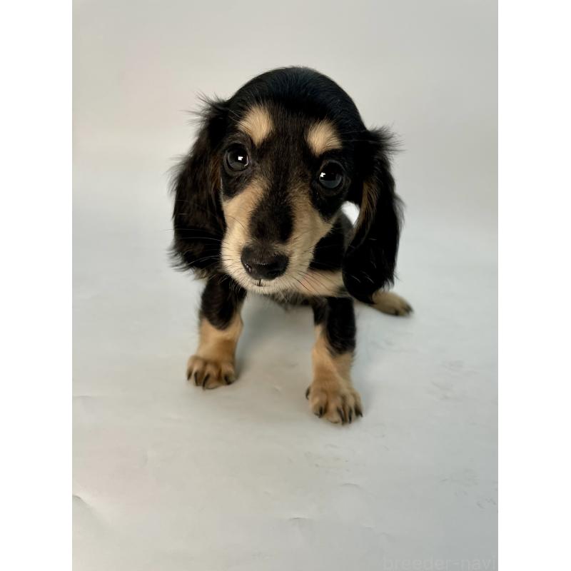 販売中の千葉県のミニチュアダックスフンド(ロングヘアード)-418120の12枚目