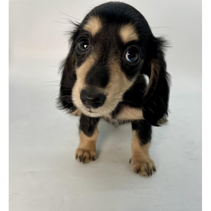 販売中の千葉県のミニチュアダックスフンド(ロングヘアード)-418120の11枚目