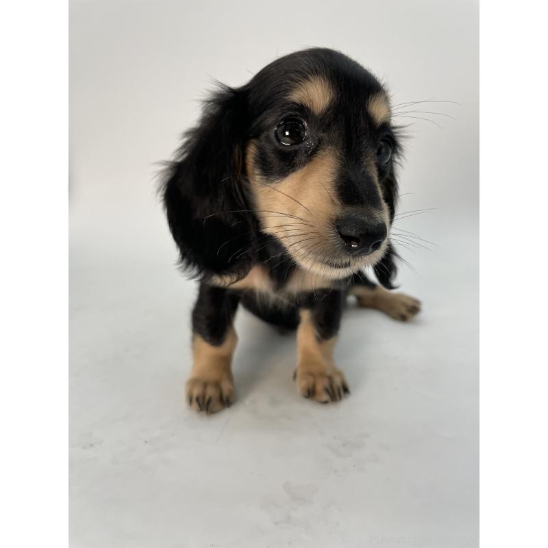 販売中の千葉県のミニチュアダックスフンド(ロングヘアード)-418120の10枚目