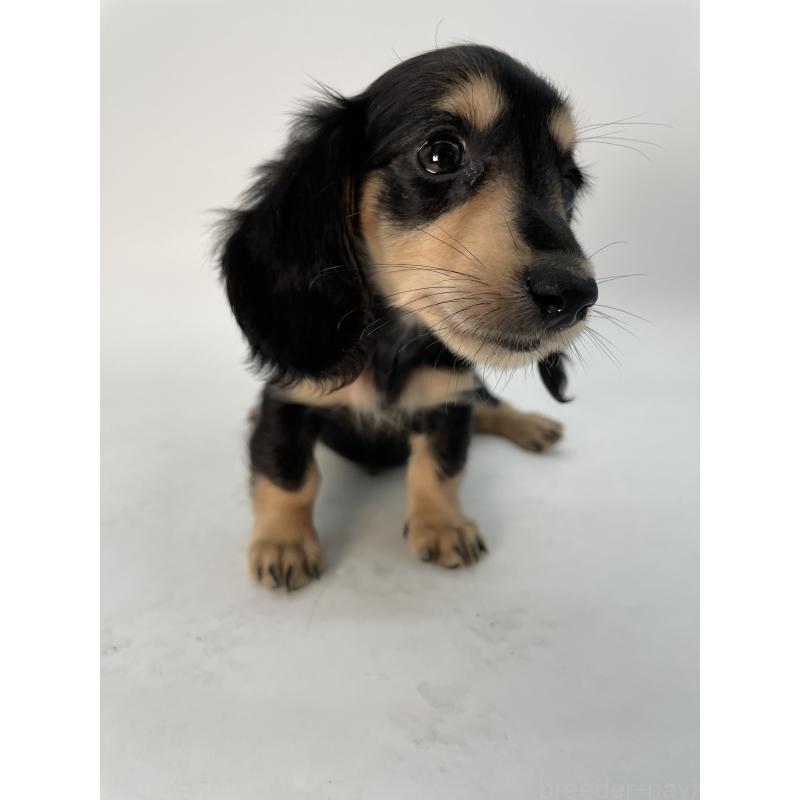 販売中の千葉県のミニチュアダックスフンド(ロングヘアード)-418120の9枚目