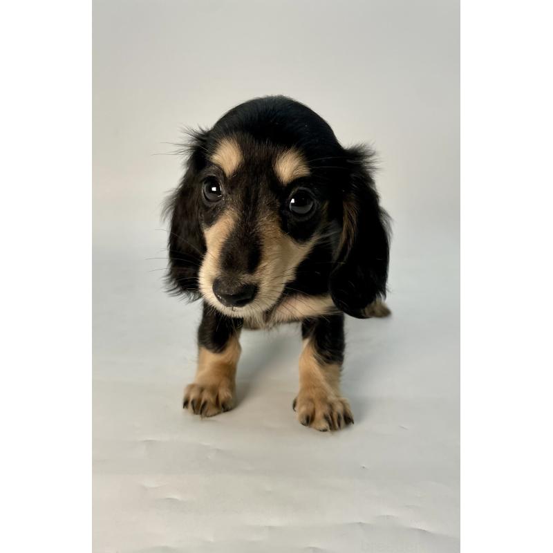 販売中の千葉県のミニチュアダックスフンド(ロングヘアード)-418120の8枚目