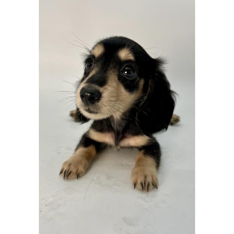 販売中の千葉県のミニチュアダックスフンド(ロングヘアード)-418120の7枚目