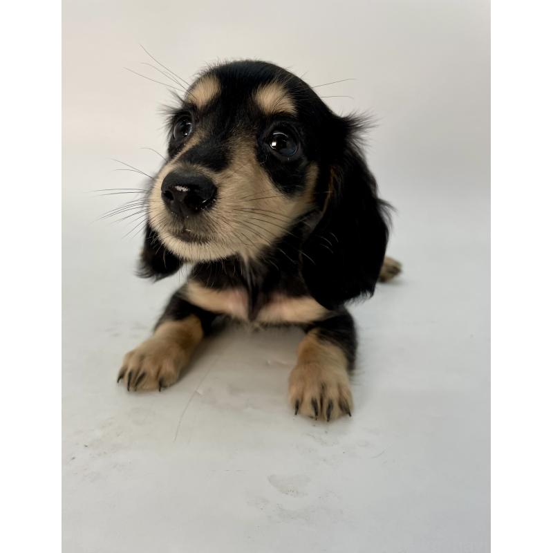 販売中の千葉県のミニチュアダックスフンド(ロングヘアード)-418120の6枚目