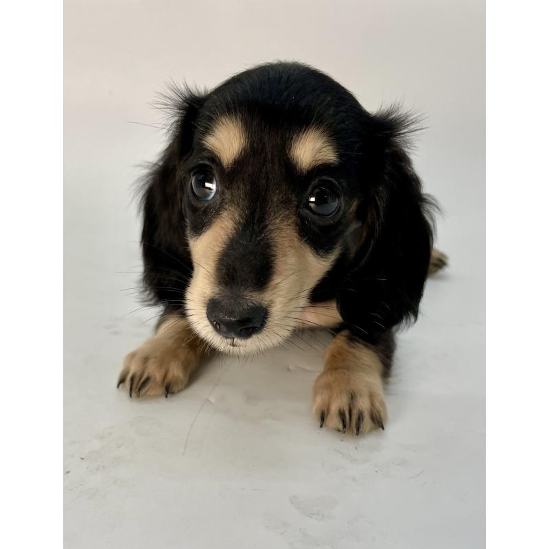販売中の千葉県のミニチュアダックスフンド(ロングヘアード)-418120の5枚目