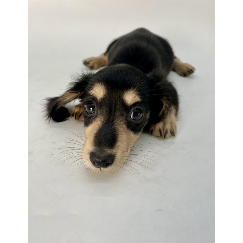 販売中の千葉県のミニチュアダックスフンド(ロングヘアード)-418120の4枚目