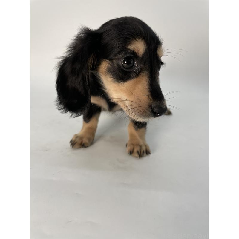 販売中の千葉県のミニチュアダックスフンド(ロングヘアード)-418120の3枚目