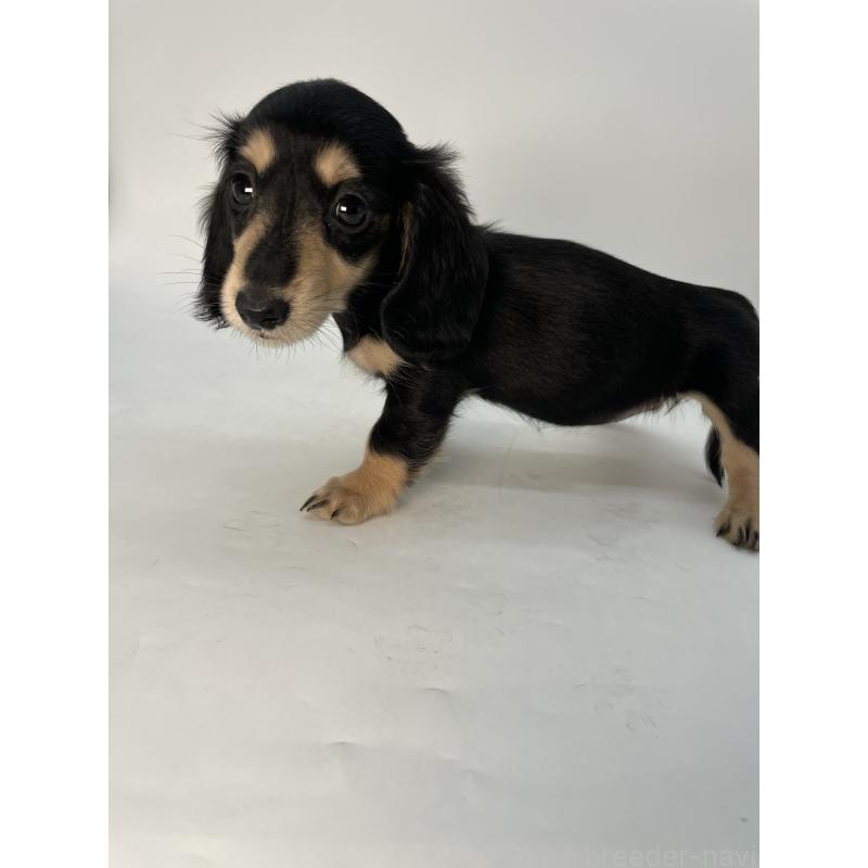 販売中の千葉県のミニチュアダックスフンド(ロングヘアード)-418120の2枚目