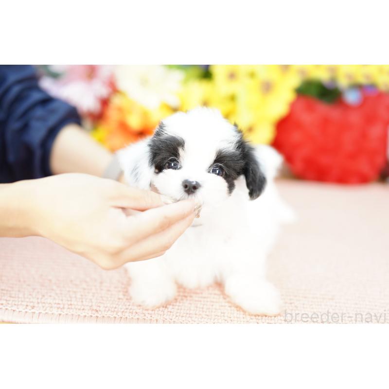 販売中の埼玉県のミックス犬-422603の2枚目