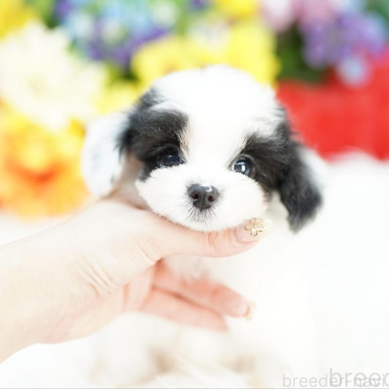 販売中の埼玉県のミックス犬-422603