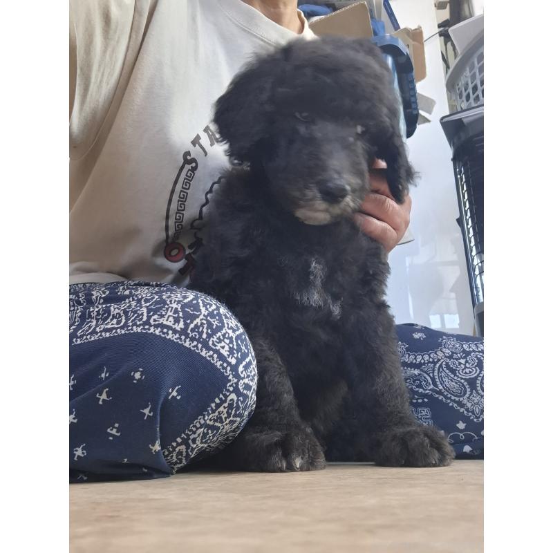 販売中の群馬県のスタンダードプードル-417420の3枚目