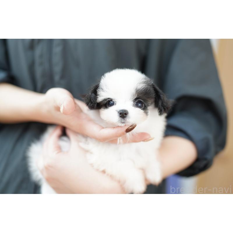 販売中の埼玉県のミックス犬-422607の2枚目