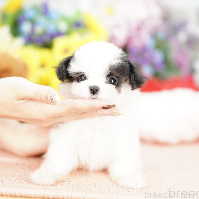 販売中の埼玉県のミックス犬-422607の1枚目