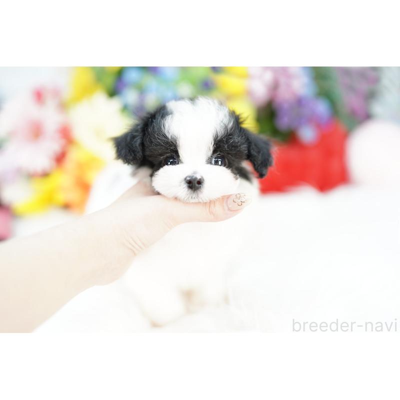 販売中の埼玉県のミックス犬-422609の4枚目