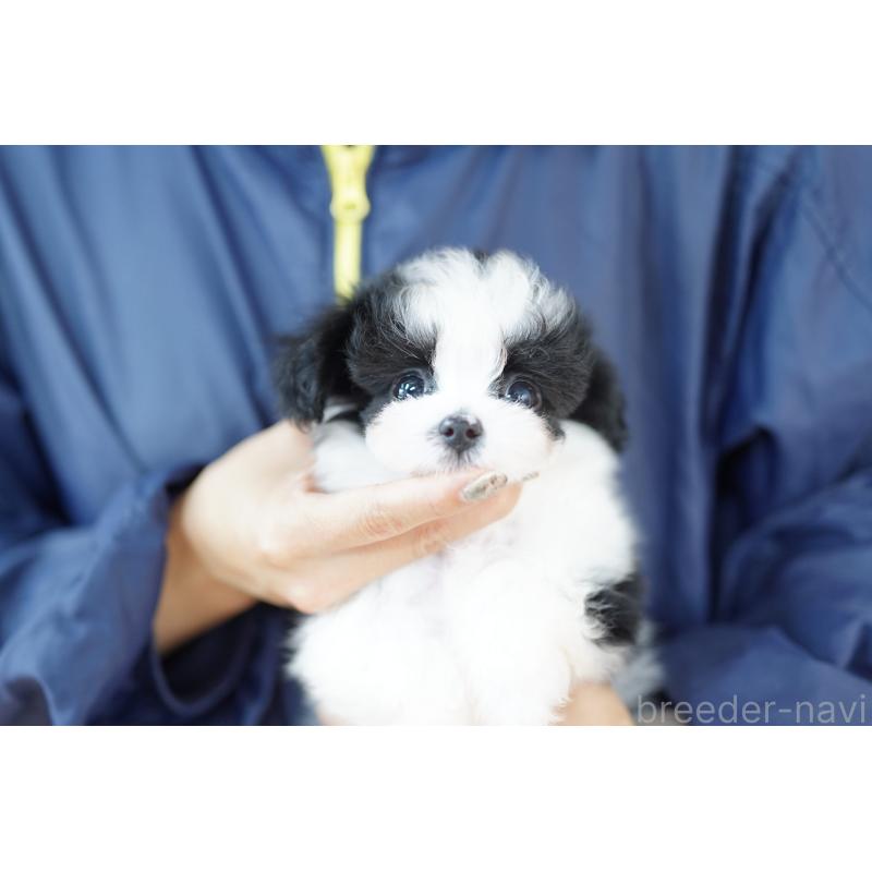 販売中の埼玉県のミックス犬-422609の2枚目