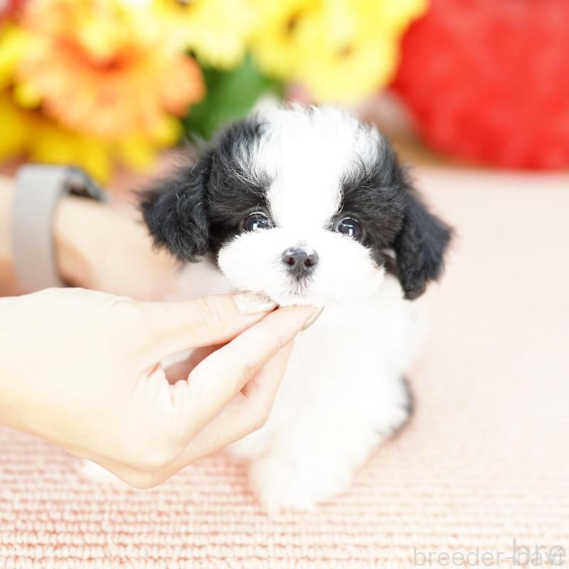 販売中の埼玉県のミックス犬-422609の1枚目