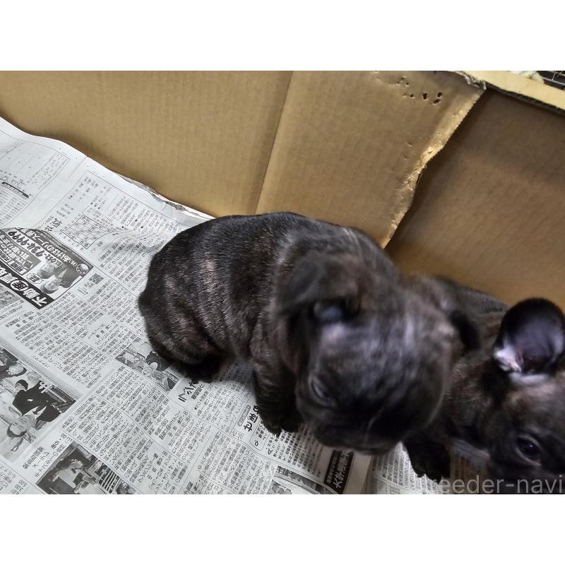 販売中の愛知県のフレンチブルドッグ-422611の4枚目