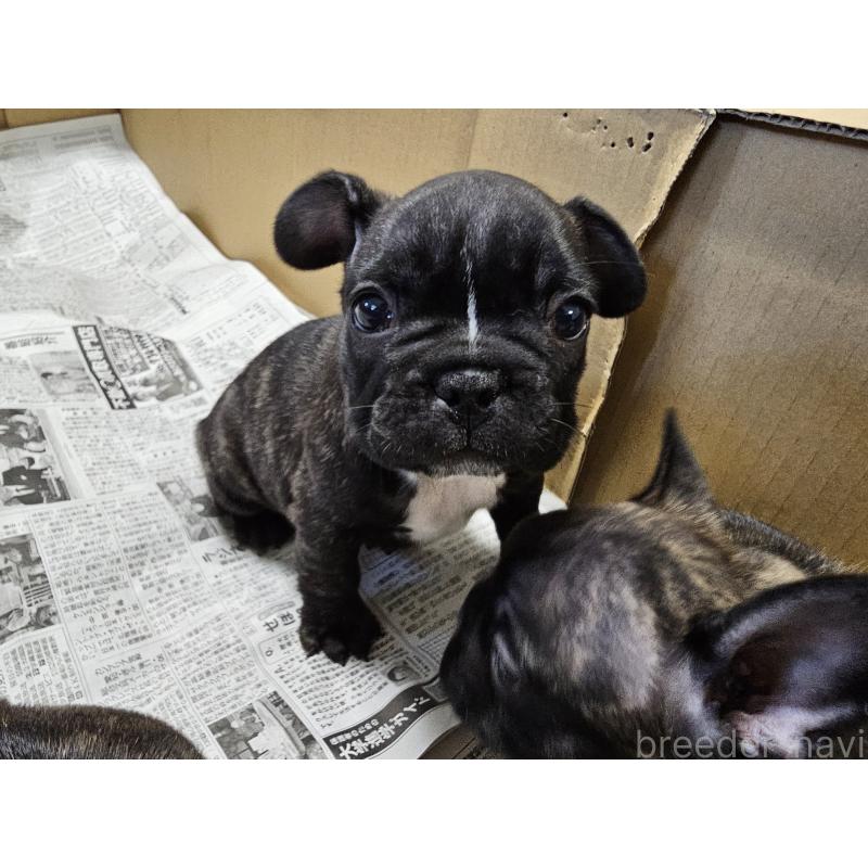 販売中の愛知県のフレンチブルドッグ-422611の3枚目