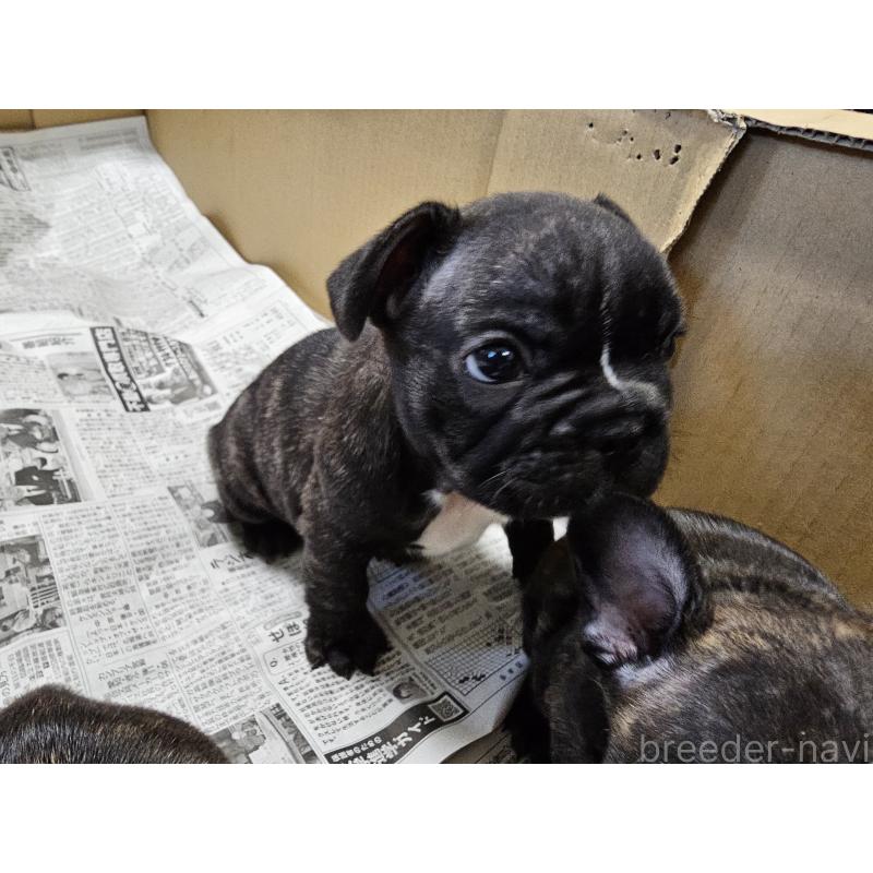 販売中の愛知県のフレンチブルドッグ-422611の2枚目