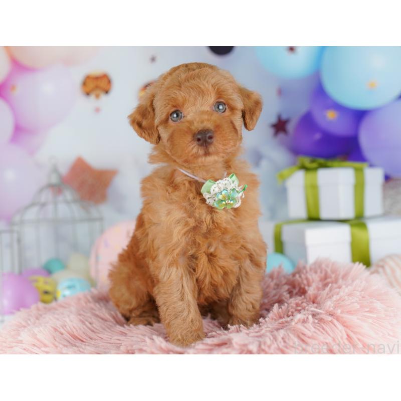 販売中の千葉県のトイプードル-422615の12枚目