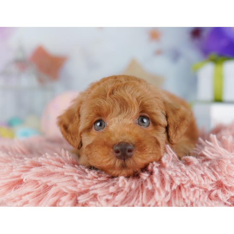 販売中の千葉県のトイプードル-422615の11枚目