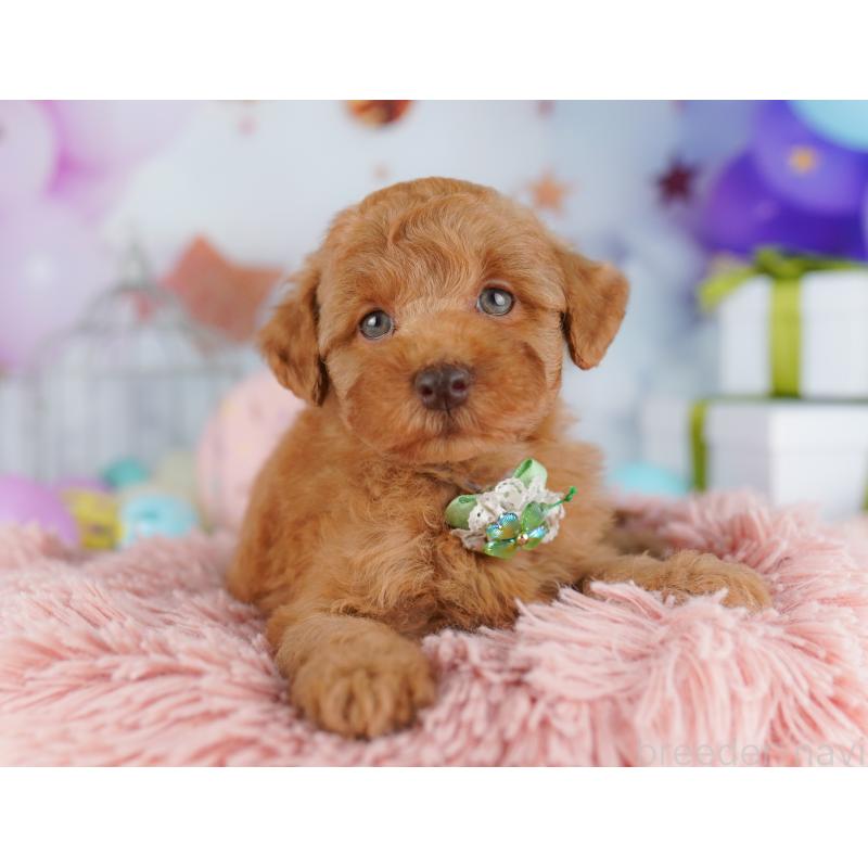 販売中の千葉県のトイプードル-422615の10枚目