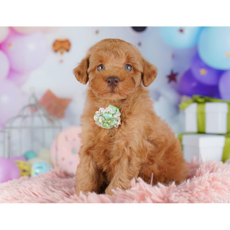 販売中の千葉県のトイプードル-422615の9枚目