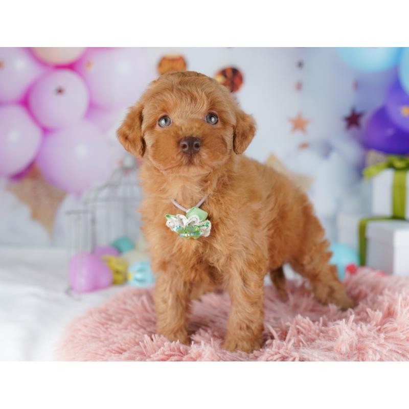 販売中の千葉県のトイプードル-422615の8枚目