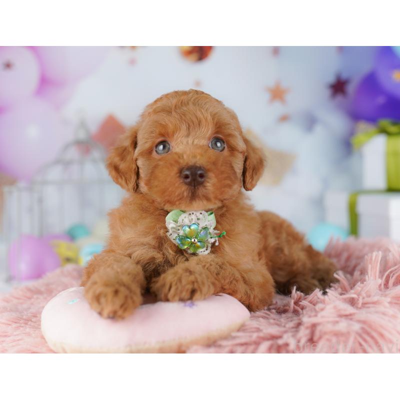 販売中の千葉県のトイプードル-422615の7枚目