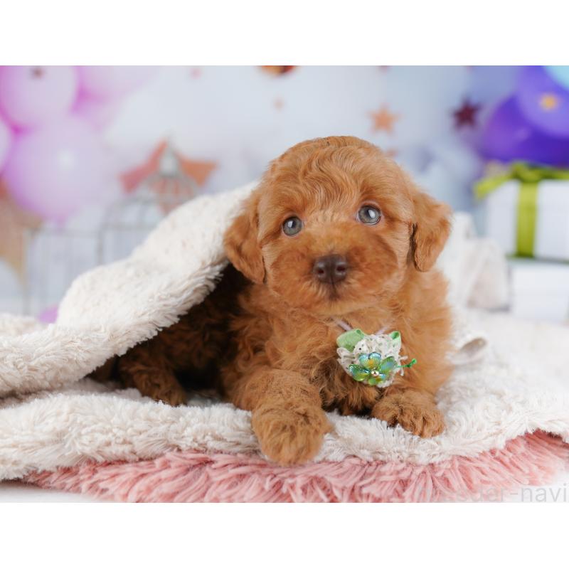 販売中の千葉県のトイプードル-422615の6枚目