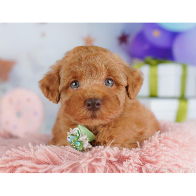 販売中の千葉県のトイプードル-422615の5枚目