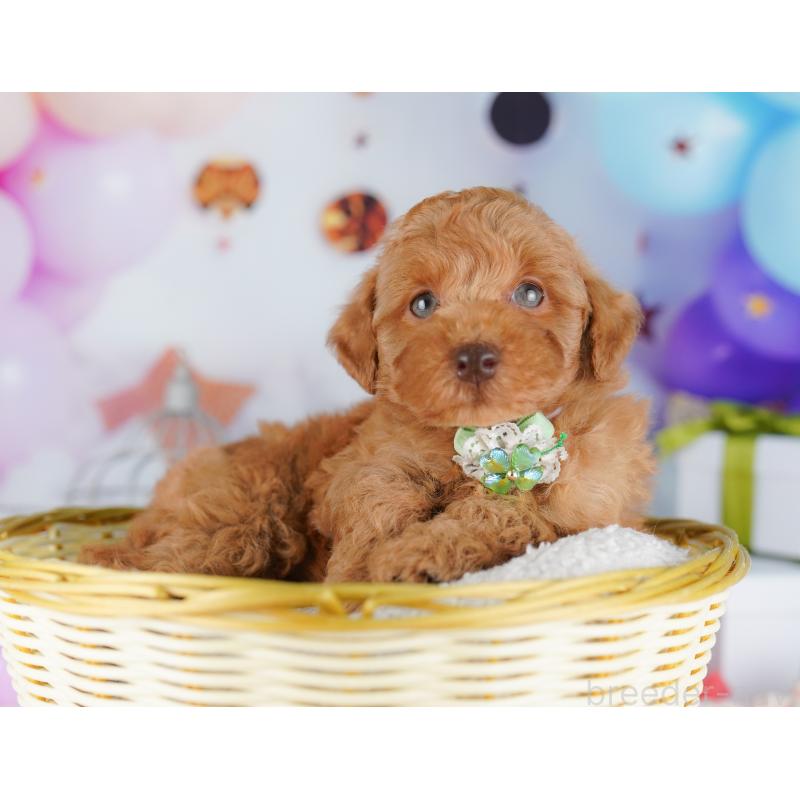 販売中の千葉県のトイプードル-422615の4枚目