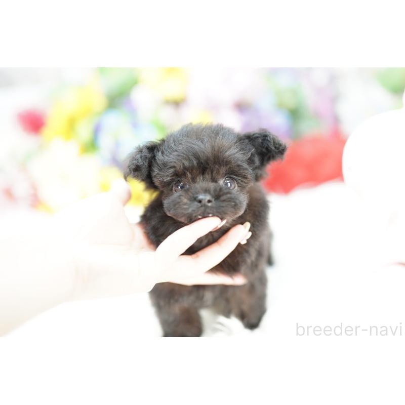 販売中の埼玉県のチワプー:チワワ×トイプードル-422613の4枚目