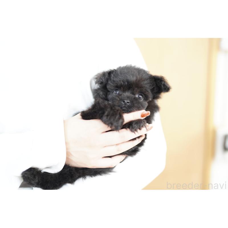 販売中の埼玉県のチワプー:チワワ×トイプードル-422613の3枚目